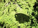 Der Waldibergvogel - Seilbahn Bristen - Waldiberg - Foto Archiv standseilbahnen.ch